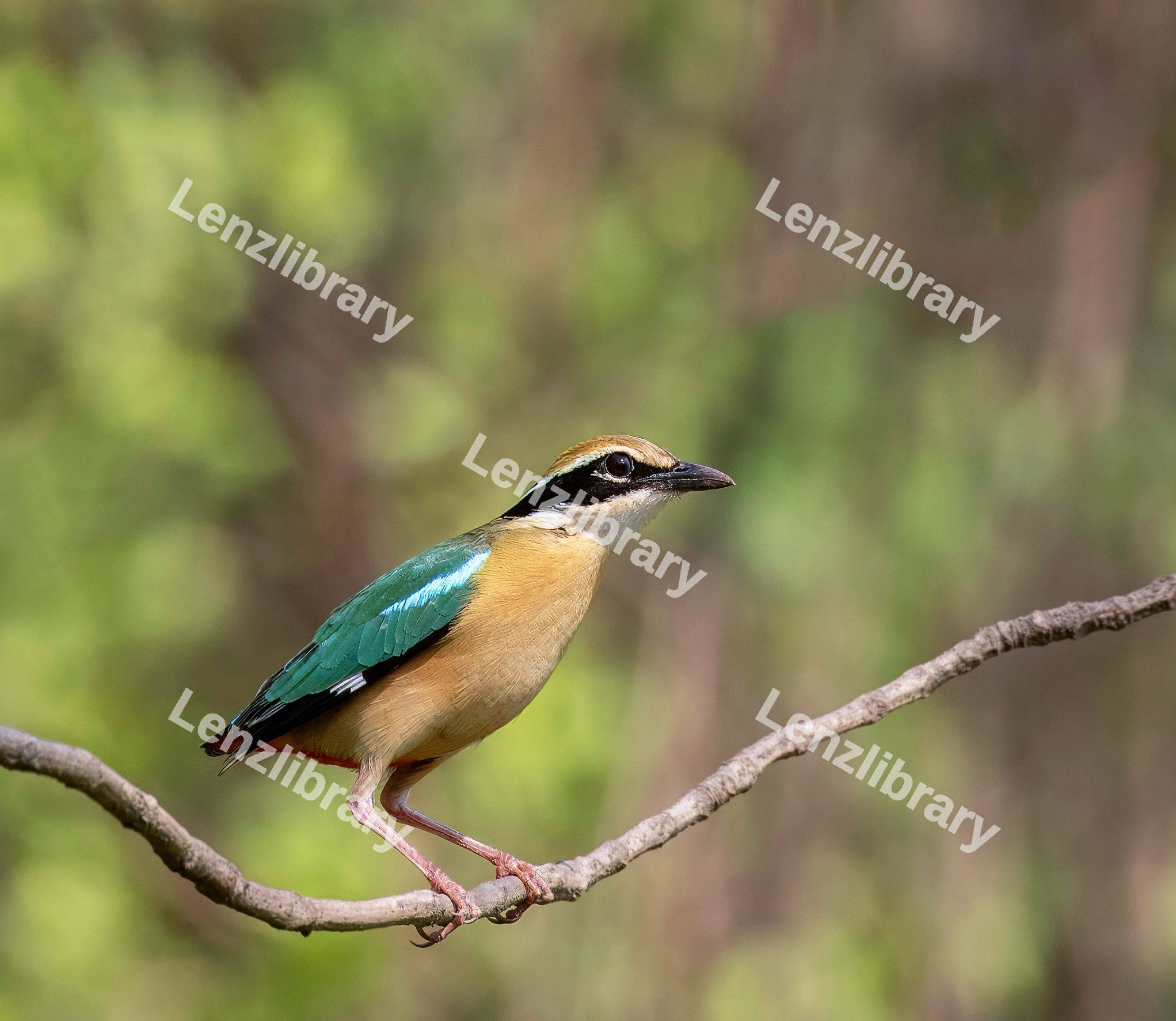 Indian Pitta Bird